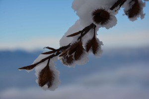 Sous la neige (Haute-Savoie) (3)           